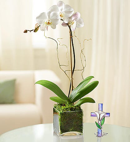 Elegant Orchid for Sympathy